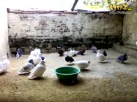 蓝天观赏鸽论坛_17173游戏播客_17173网络游