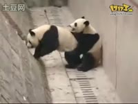 爆笑熊猫闹分手 我再也不相信爱情了